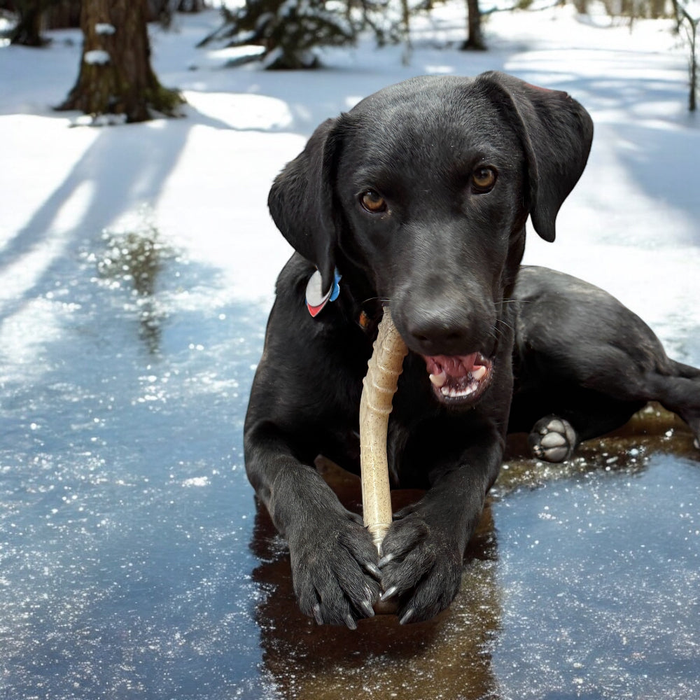 Hockey Stick Nylon Dog Chew Toy - Ultra-Durable for Aggressive Chewers USA